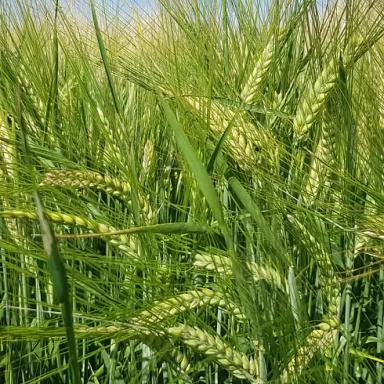 Евгения (EVGENIA)