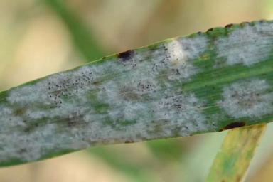 Мучнистая роса