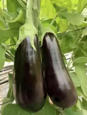 Навал F1 (NAWAL)