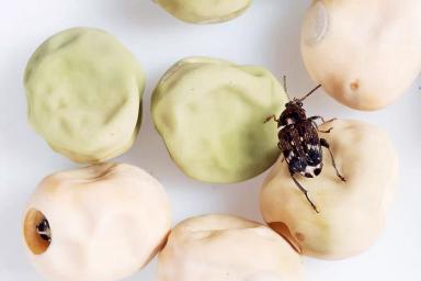 Гороховая зерновка (Брухус)