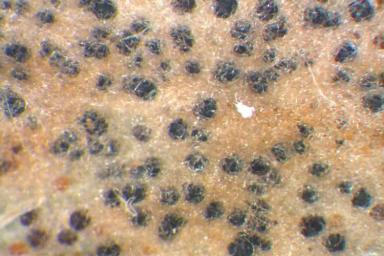 Мучнистая роса