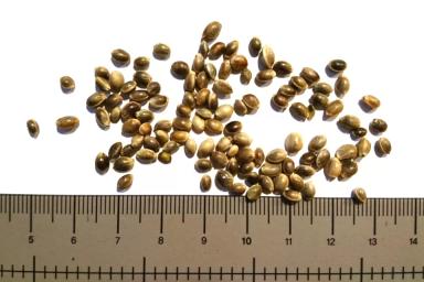 Конопля сорная (дикая, сорнополевая)