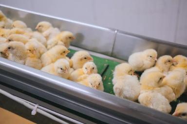 Оценка качества скорлупы на птицеферме: переход качества яиц в количество цыплят