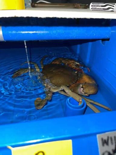 Лучшая рыба это краб.