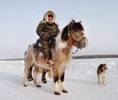 Якутская порода лошадей
