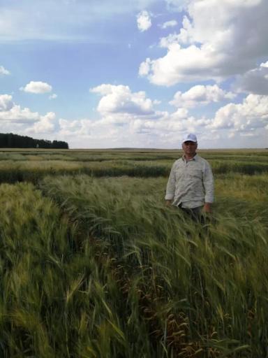 Нургуш (сорт ярового многорядного ячменя)