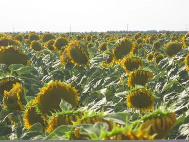 Сибирский 12 ® - сорт подсолнечника ( Helianthus annuus L.). Крупноплодный. Очень ранний. Высокопродуктивный.