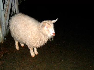 Пигорская порода коз