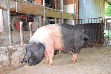 Кршкопольская порода свиней