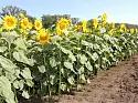 Меркурий - гибрид подсолнечника ( Helianthus annuus L.). Раннеспелый.