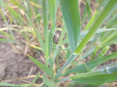 Клоп вредная черепашка