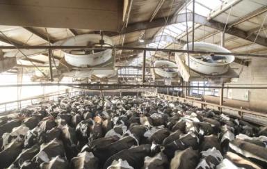 Правильная стратегия охлаждения коров при тепловом стрессе=профилактика хромоты!