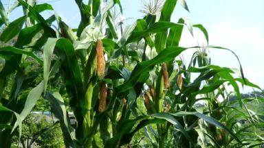 СИ Новатоп - гибрид кукурузы ( Zea mays L.).