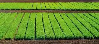 Минсельхоз формирует планы увеличения использования отечественных семян