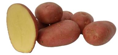 Семенной картофель Аризона, Алуэт оптом от производителя