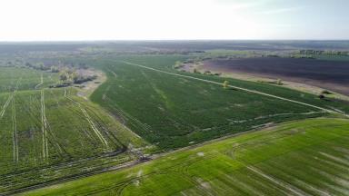 Каковы причины пожелтения и ожогов рапса?