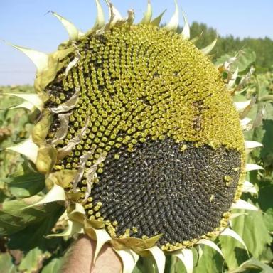 Алтай - сорт подсолнечника ( Helianthus annuus L.) . Среднеранний. Крупноплодный.