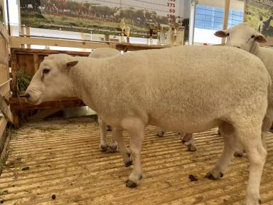 Ташлинская порода овец