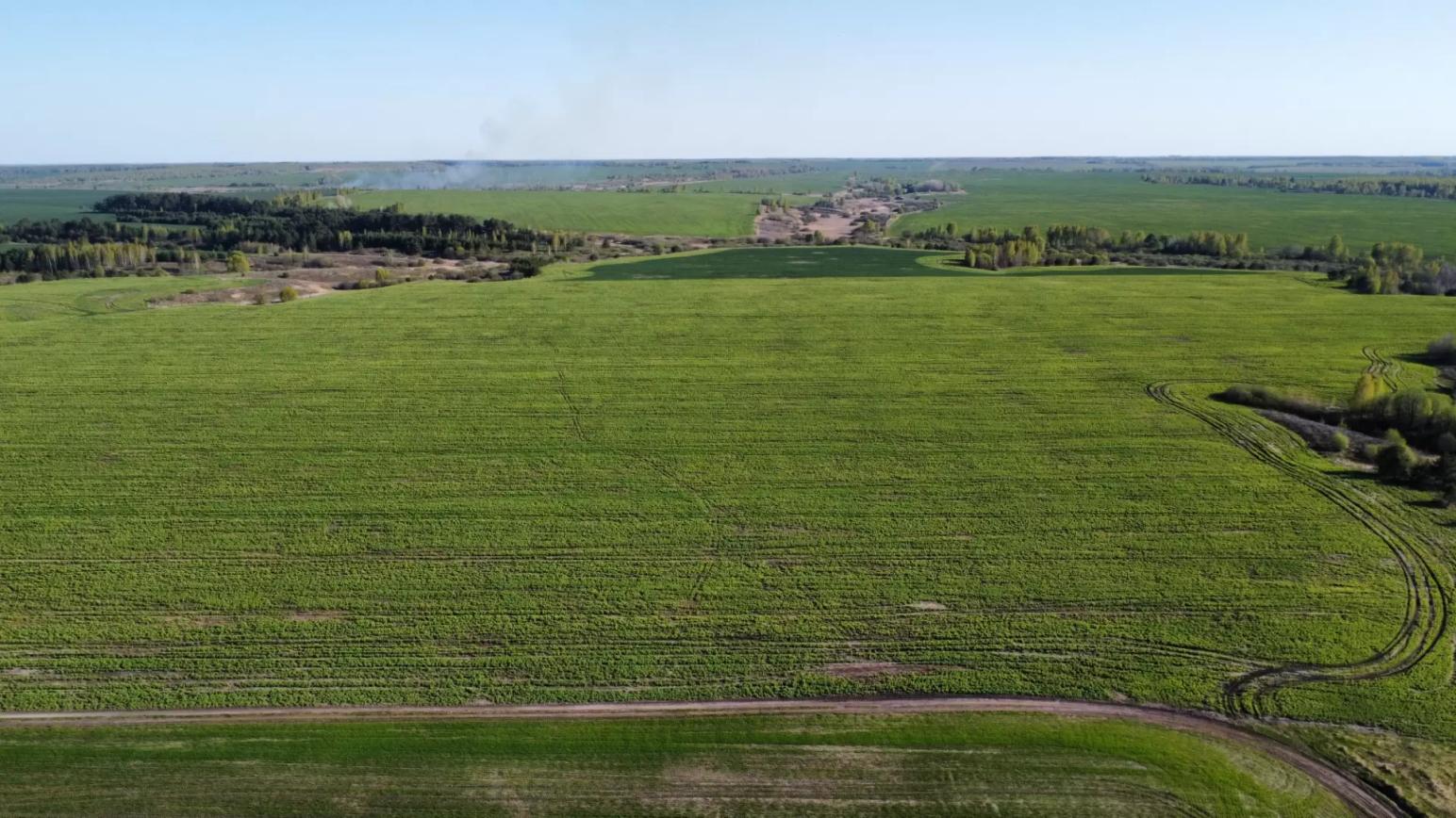 Каковы причины пожелтения и ожогов рапса?