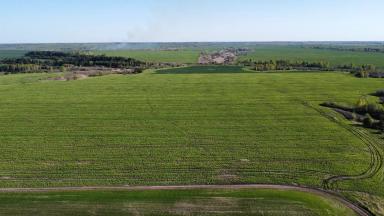 Каковы причины пожелтения и ожогов рапса?