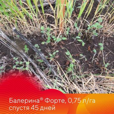 Борьба с падалицей подсолнечника