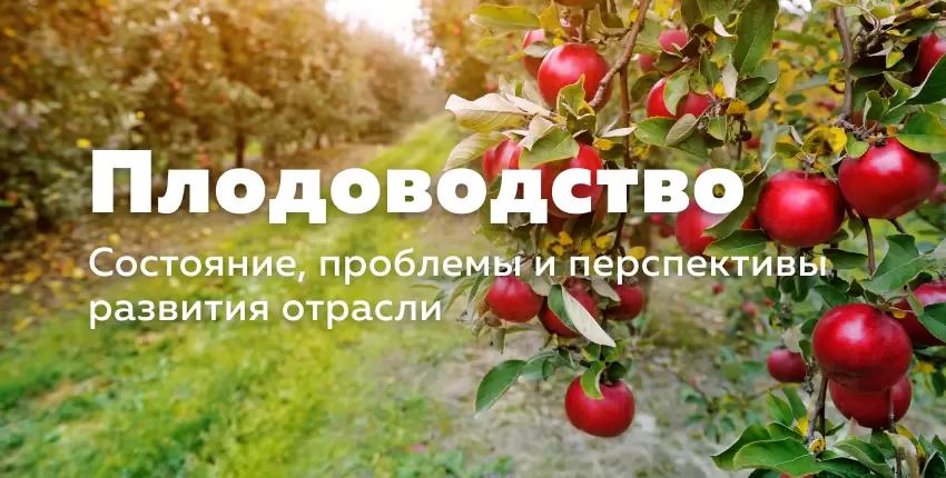 Насколько Россия зависима от зарубежного плодоводства?