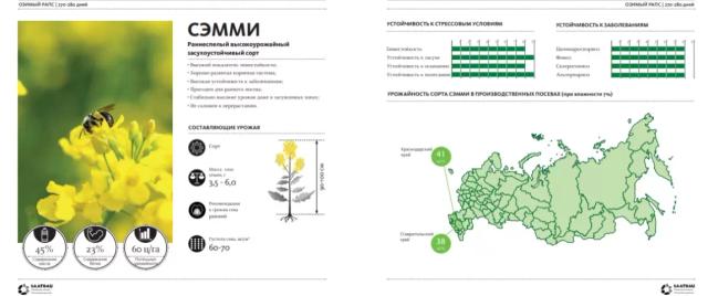 Сэмми ® - сорт рапса озимого (Brassica napus var. napus).