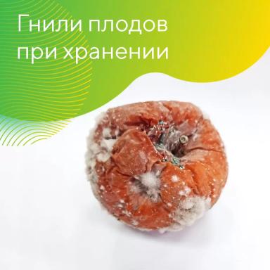 Гнили плодов при хранении