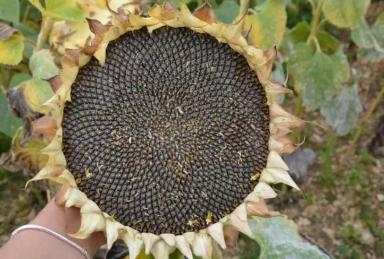 ЕС Новамис СЛ