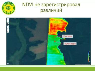 Нутричардж не принес прибавки урожайности и качества озимой пшеницы в опыте АО Артель