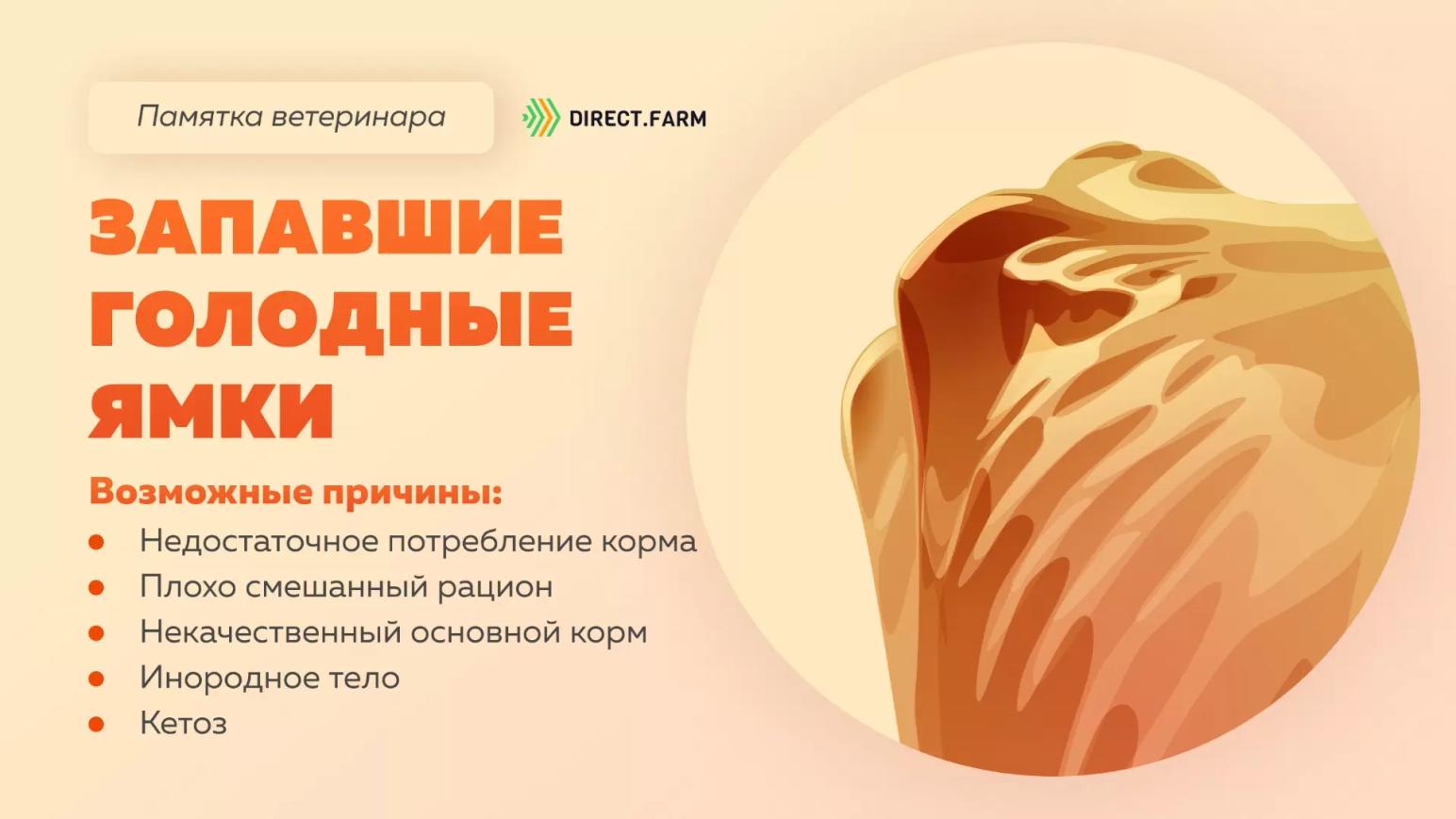 Памятка ветеринара: запавшие голодные ямки у коровы