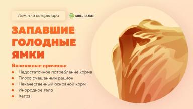 Памятка ветеринара: запавшие голодные ямки у коровы