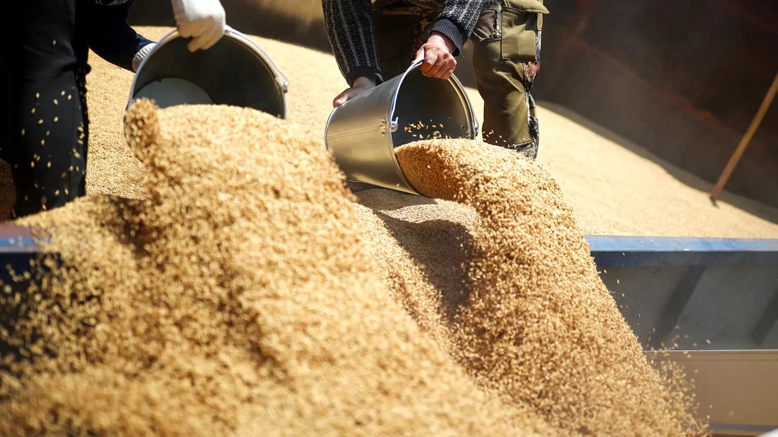 Китай активизировал закупки зерна, воспользовавшись снижением мировых цен