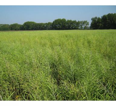 Эксперимент. Севооборот с яровым рапсом в Западной