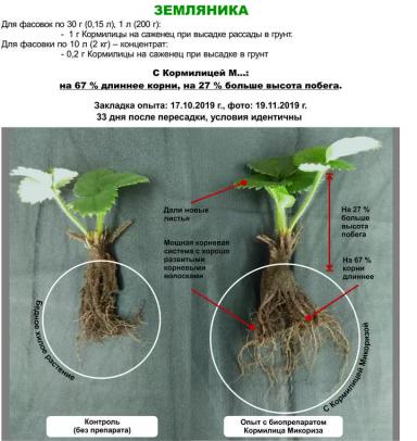 Роль микоризы в сельском хозяйстве