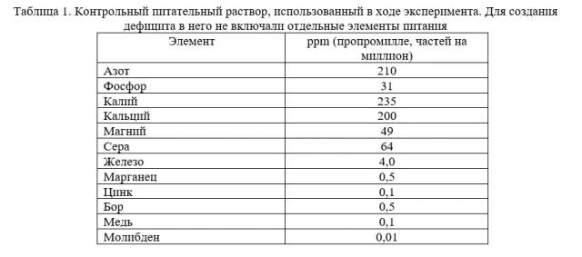 Признаки дефицита элементов питания у салата на гидропонике