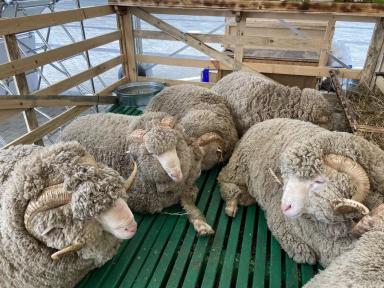 Джалгинский меринос - порода овец