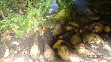 Сравнение гибридов сахарной свеклы