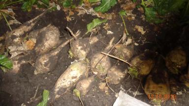 Сравнение гибридов сахарной свеклы