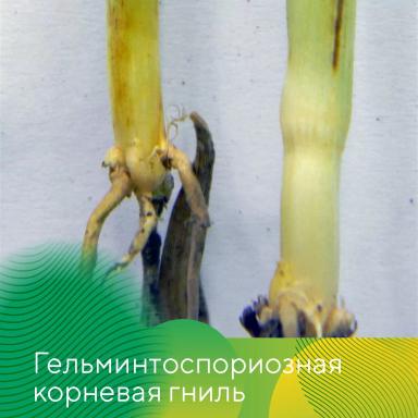 Весеннее развитие болезней на озимых на Ставрополье