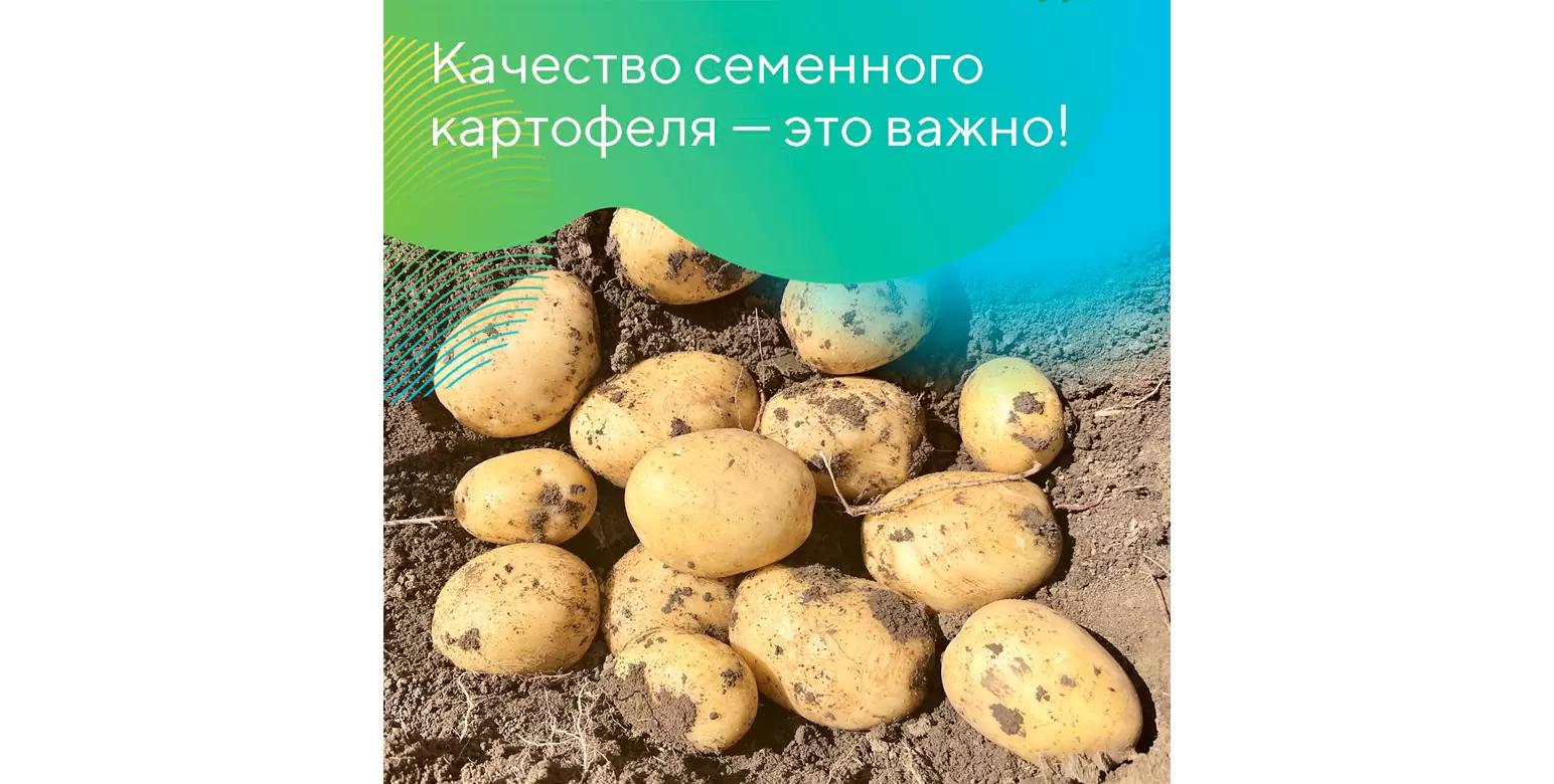Проверьте картофель перед посадкой!