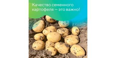 Проверьте картофель перед посадкой!