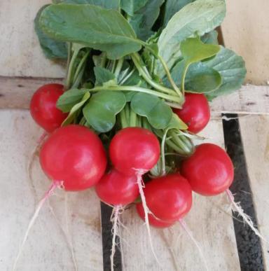 Розетта F1 (ROSETTA)