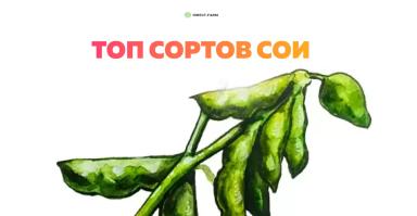 Топ сортов сои