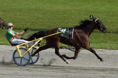 Американская стандартбредная 