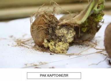 Карантинные болезни картофеля