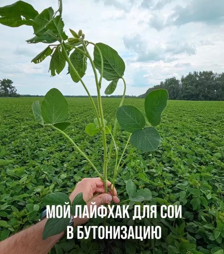 МОЙ ЛАЙФХАК ДЛЯ СОИ В БУТОНИЗАЦИЮ