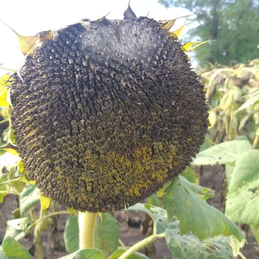 Что с подсолнечником?