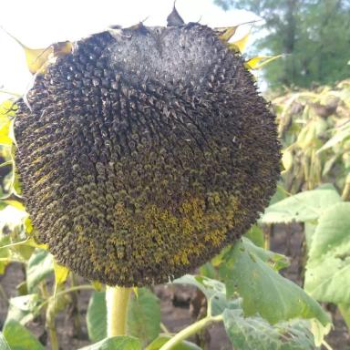 Что с подсолнечником?