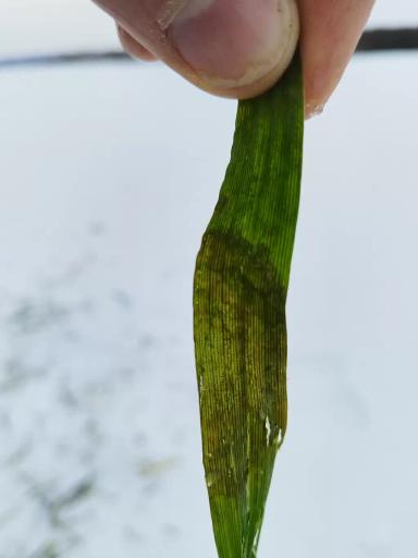 Перезимовка озимых